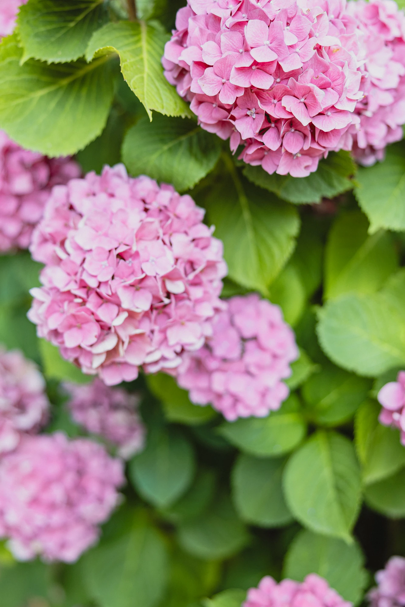 hortensias-roses-jardin-mariage.jpg hortensias-roses-jardin-mariage.jpg